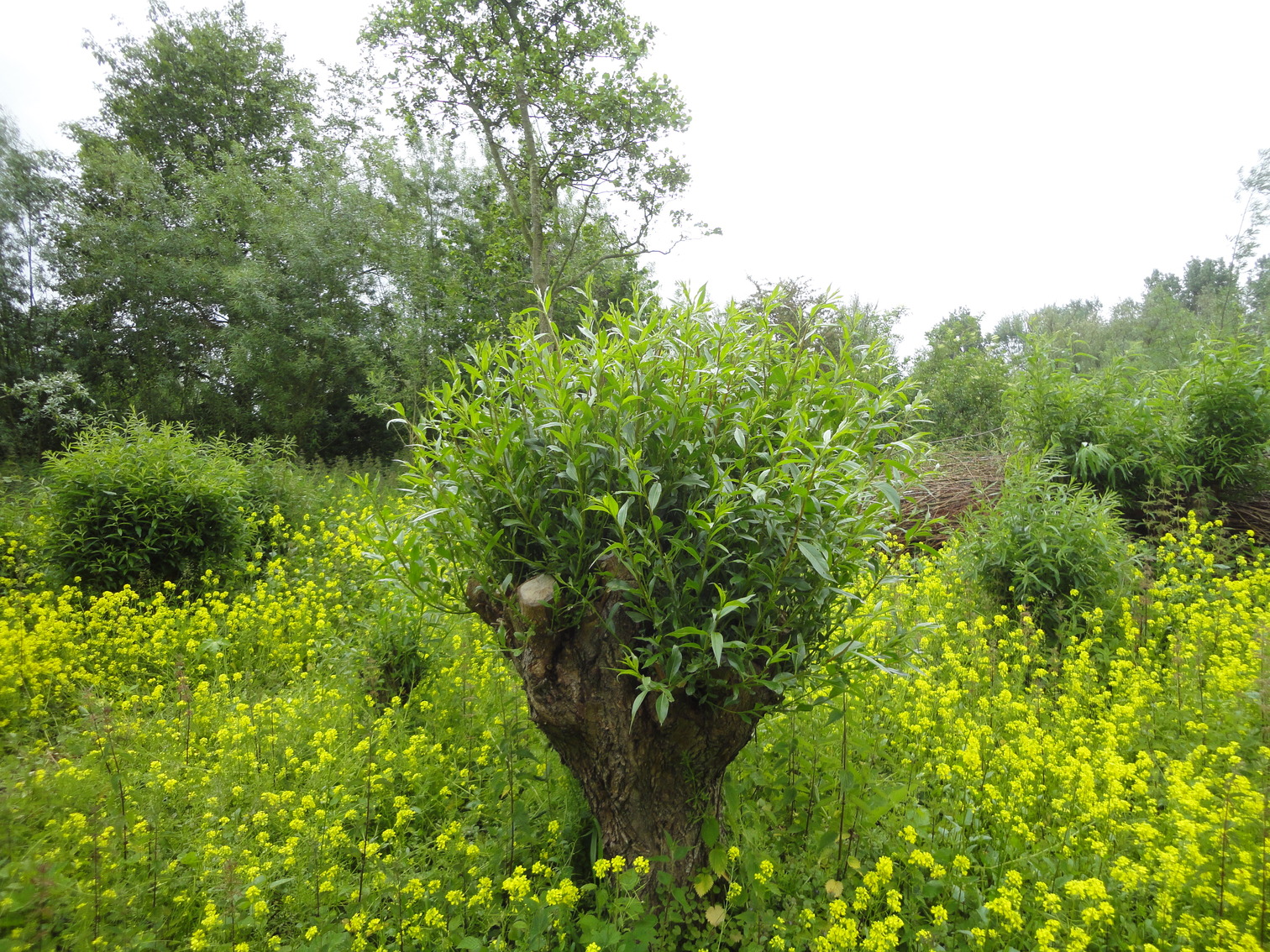 Foto: Jurgen Korporaal