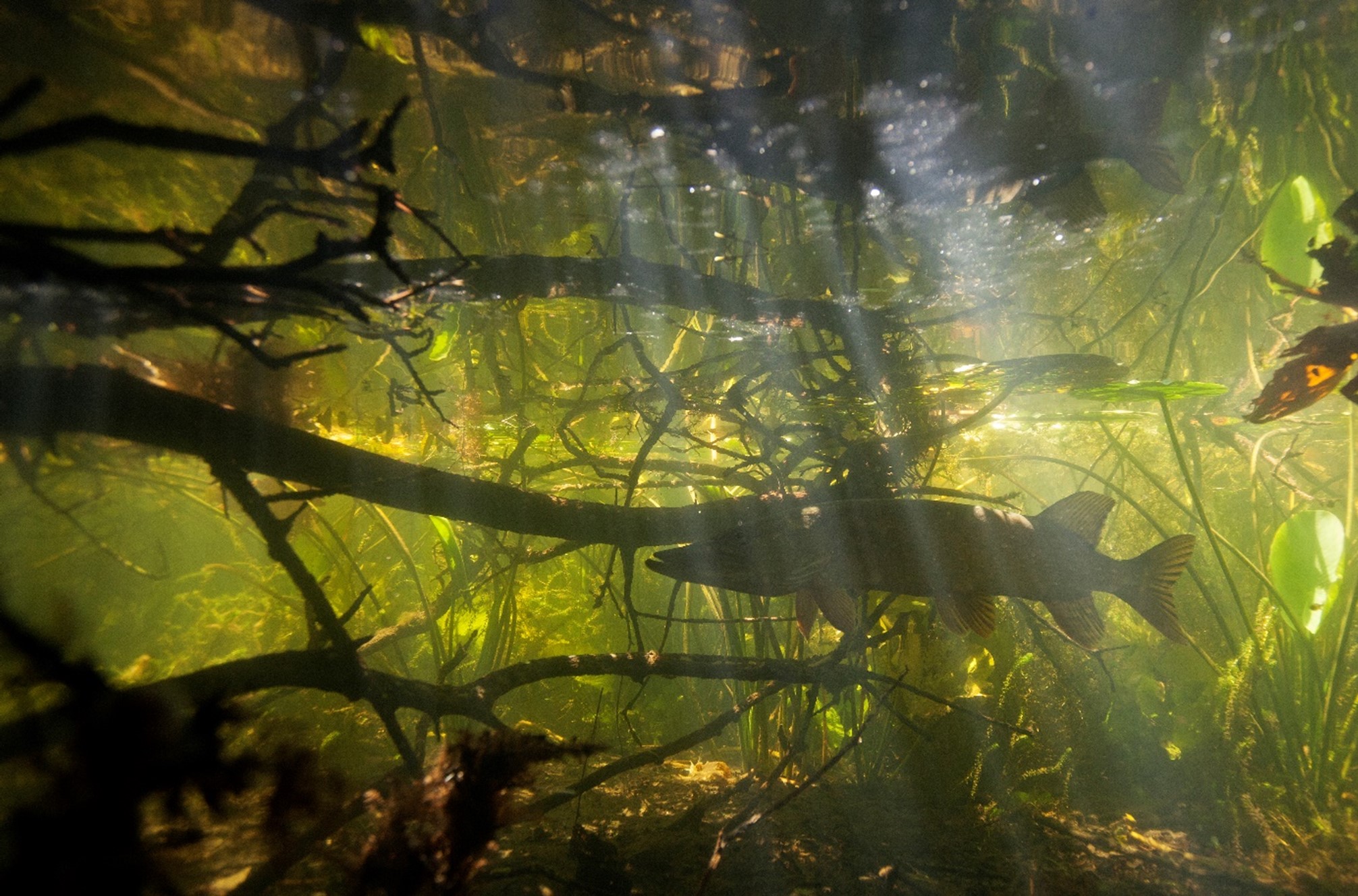 Biodivers lezing Waterkwaliteit