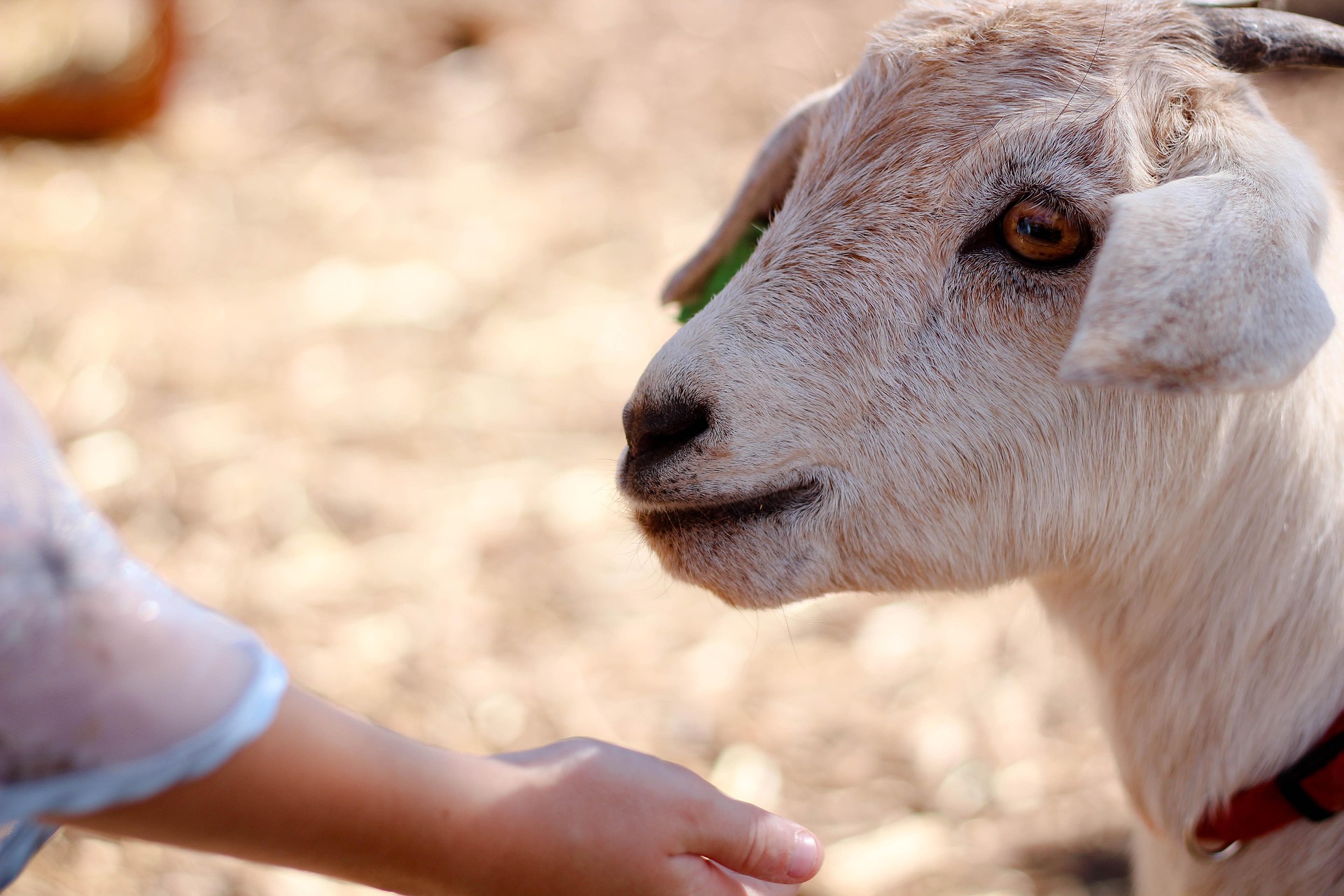 geit op kinderboerderij