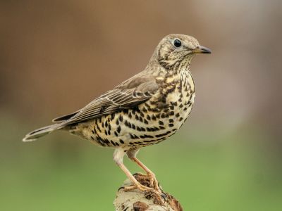 Vlieg mee met Lena Lijster