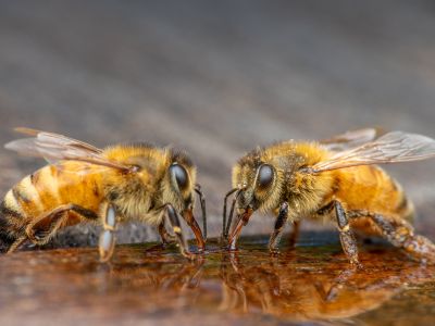 Bijen hebben water nodig Weizigt