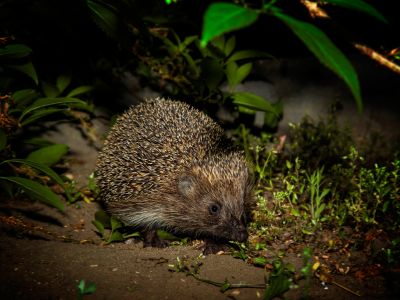 Weizigt egel in de nacht
