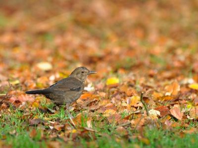 Toppie Mini's Groeien op vogels Weizigt